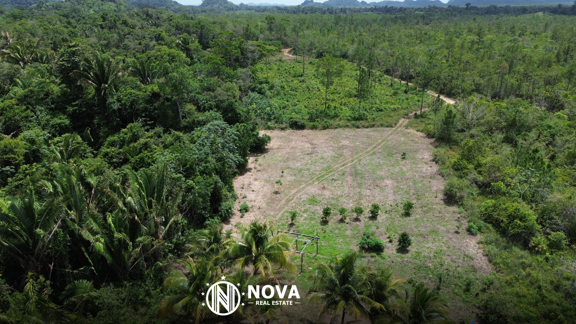 🌴 Fruitful Paradise Just Off the Coastal Road! 58 Acres 🌴 - Photo 3